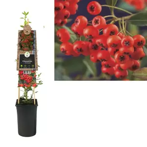 Pyracantha c. 'Red Column' | Vuurdoorn