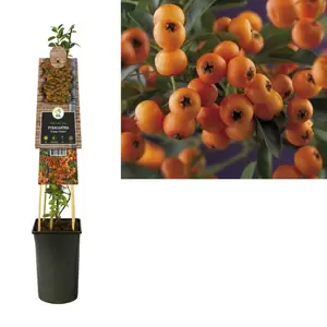 Pyracantha 'Golden Charmer' | Vuurdoorn Pot16cm