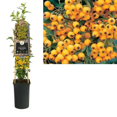 Pyracantha 'Soleil d'Or' | Vuurdoorn Pot16cm