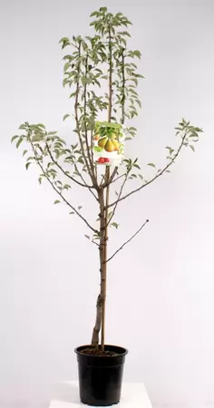 Pyrus comm. Gieser Wildeman laagstam | Stoofpeer Pot24cm