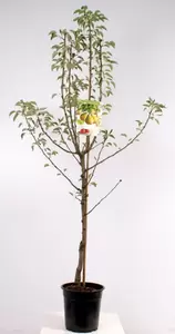 Pyrus comm. Gieser Wildeman laagstam | Stoofpeer Pot24cm