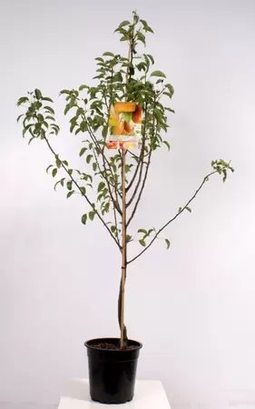 Pyrus comm. Bonne Louise laagst