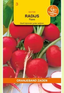 Radijs Raxe Oranjeband - afbeelding 1
