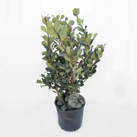 Raphiolepis umbellata 9 liter pot h60-80 cm | Indianse Meidoorn