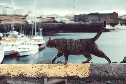 Reismanden voor katten