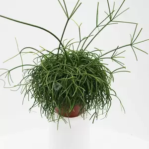 Rhipsalis Cashero | Rotskoraal