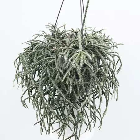 Rhipsalis Pilocarpa | Koraalcactus Hangpot