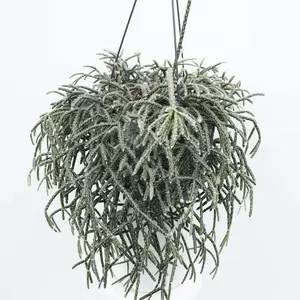 Rhipsalis Pilocarpa | Koraalcactus Hangpot