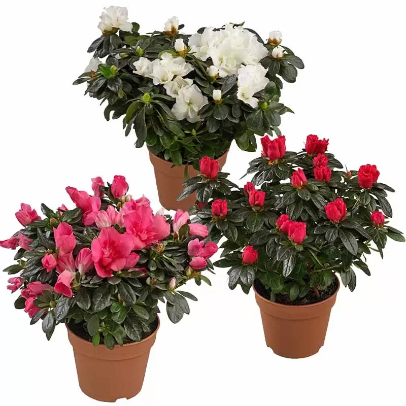 Rhododendron Simsii | Azalea - Tuincentrum Kolbach