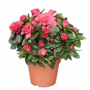 Rhododendron Simsii | Azalea Pot17cm - afbeelding 3