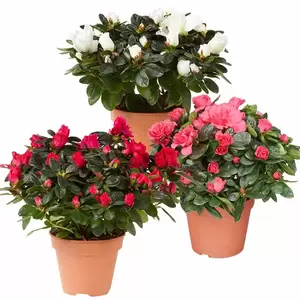 Rhododendron Simsii | Azalea Pot17cm - afbeelding 1