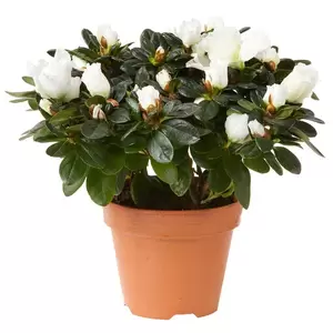 Rhododendron Simsii | Azalea Pot17cm - afbeelding 2