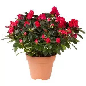 Rhododendron Simsii | Azalea Pot17cm - afbeelding 4