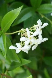 Rhyncospermum jasminoides H150-175cm | Toscaanse Jasmijn Pot4L