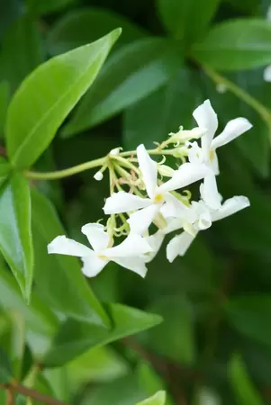 Rhyncospermum jasminoides | Toscaanse Jasmijn