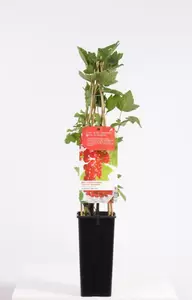 Ribes rubrum Jonkheer v Tets | Rode Aalbes Pot15cm