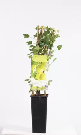 Ribes uva-cr Hinnonmäki Grön | Kruisbes Pot15cm