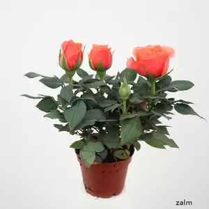 Rosa gemengd | Mini Roosje - afbeelding 2