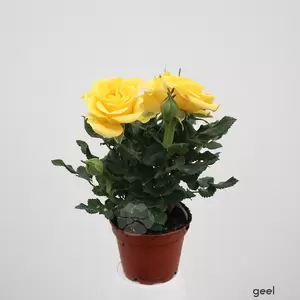 Rosa gemengd | Mini Roosje - afbeelding 3