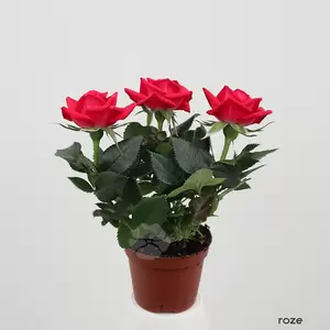 Rosa gemengd | Mini Roosje - afbeelding 4