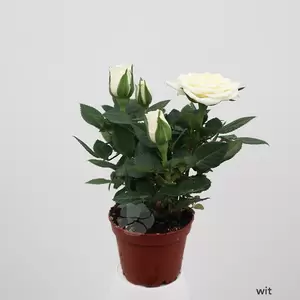 Rosa gemengd | Mini Roosje - afbeelding 5