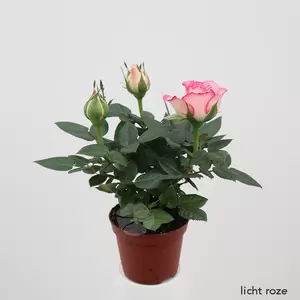 Rosa gemengd | Mini Roosje - afbeelding 7
