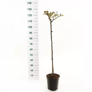 Stamroos 'Lampion'® pot 24 cm stam 90 cm - afbeelding 2