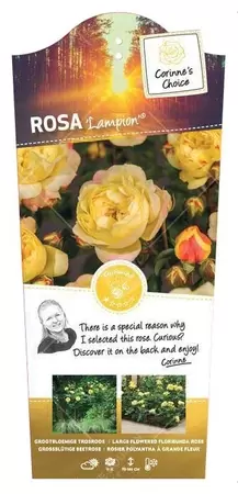 Stamroos 'Lampion'® pot 24 cm stam 90 cm - afbeelding 1