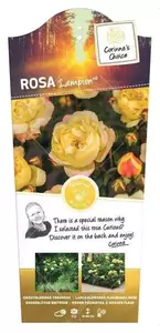 Stamroos 'Lampion'® pot 24 cm stam 90 cm - afbeelding 1