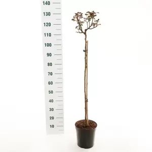 Stamroos 'Orange Meilove'® Pot24cm Stam90cm - afbeelding 2