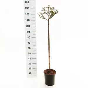 Stamroos 'Schneewittchen'® pot 24 cm stam 90 cm - afbeelding 2