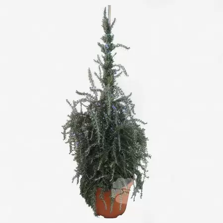 Rosmarinus prostratus | Rozemarijn