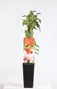 Rubus idaeus Himbo Top | Framboos Pot15cm
