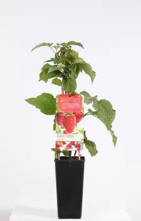 Rubus idaeus Tulameen