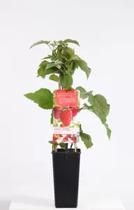 Rubus idaeus Tulameen