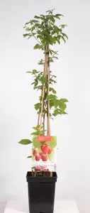 Rubus idaeus Glen Ample 4-stok