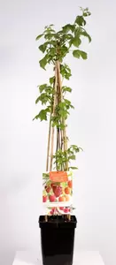 Rubus idaeus Quatro | Framboos 4-stok Pot22cm