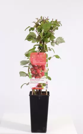 Rubus ph. | Japanse Wijnbes Pot15cm
