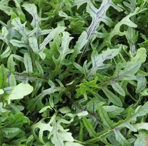 Rucola Dragons Tonque Oranjeband - afbeelding 3