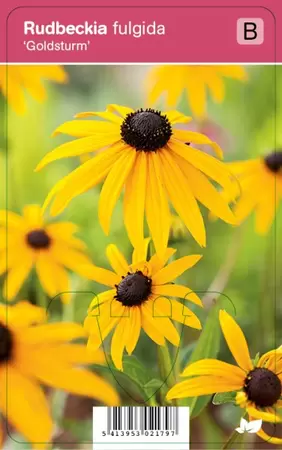 Rudbeckia fulgida Goldsturm p9