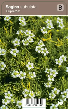 Sagina subulata Supreme