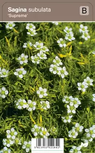 Sagina subulata Supreme