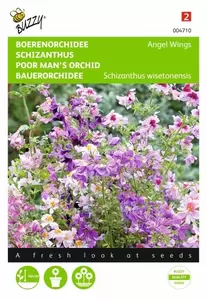 Salvia, Vuursalie Sint Jansvuur Buzzy Seeds - afbeelding 1