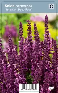 Salvia nem. Sensation Deep Rose P9