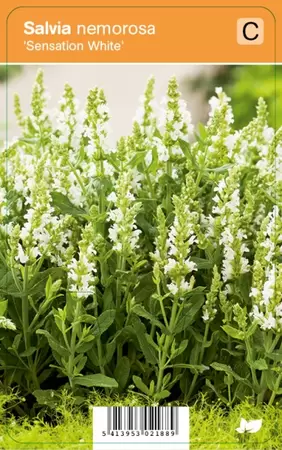 Salvia nem. Sensation White P9