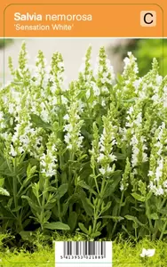 Salvia nem. Sensation White P9