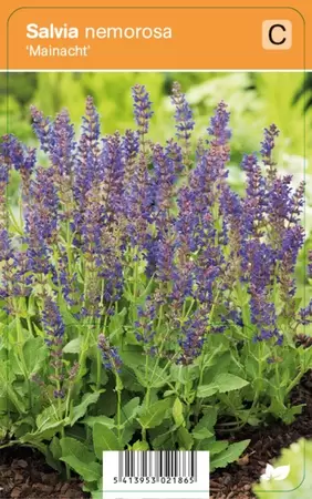 Salvia nemorosa Mainacht P9