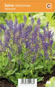 Salvia nemorosa Mainacht P9