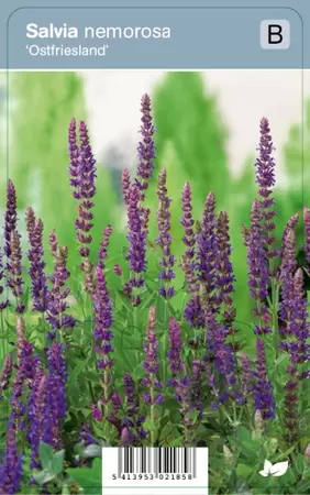 Salvia nemorosa Ostfriesland