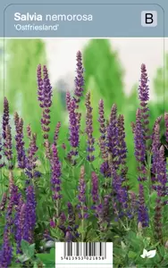 Salvia nemorosa Ostfriesland